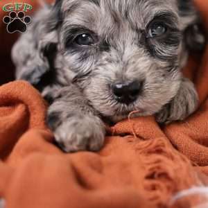 Ringo, Cavapoo Puppy